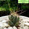 01b _Coryphantha _macromeris _ssp.runyonii _SB855_ 01